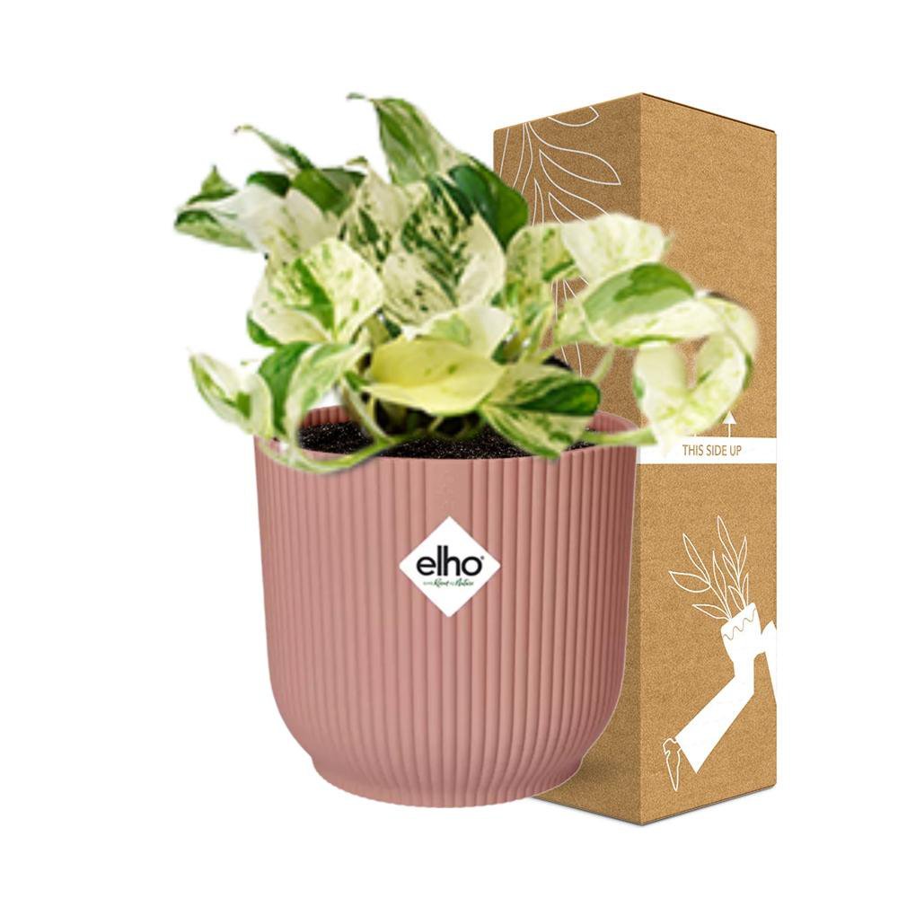Kamerplant Epipremnum Happy Leaf in roze Elho pot 14 cm