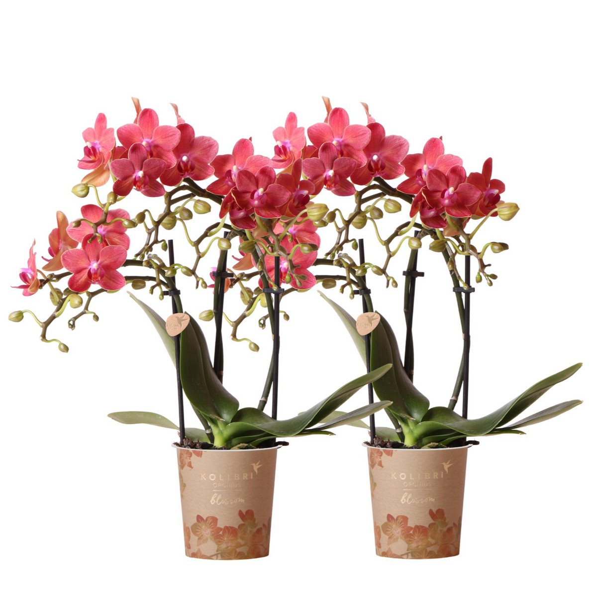 2 Rode Phalaenopsis 'Congo' Orchideeën | Combi Deal Ø9cm Pot