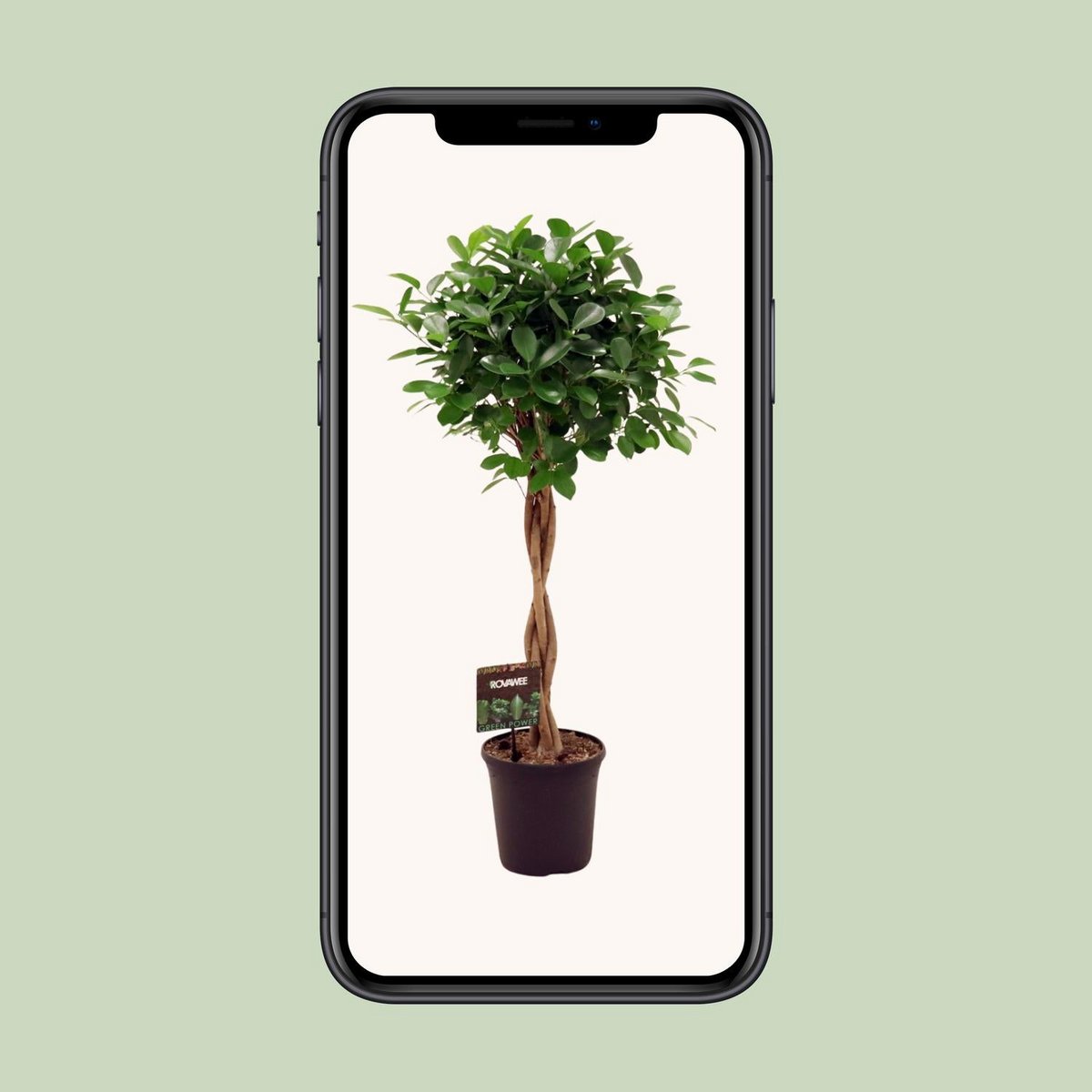 Kamerplant Ficus Moclame 110 cm pot Ø23 cm