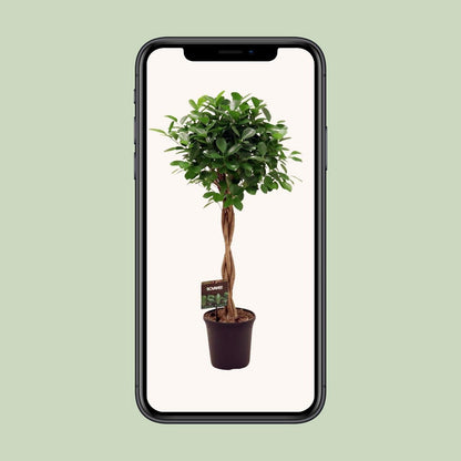 Kamerplant Ficus Moclame 110 cm pot Ø23 cm