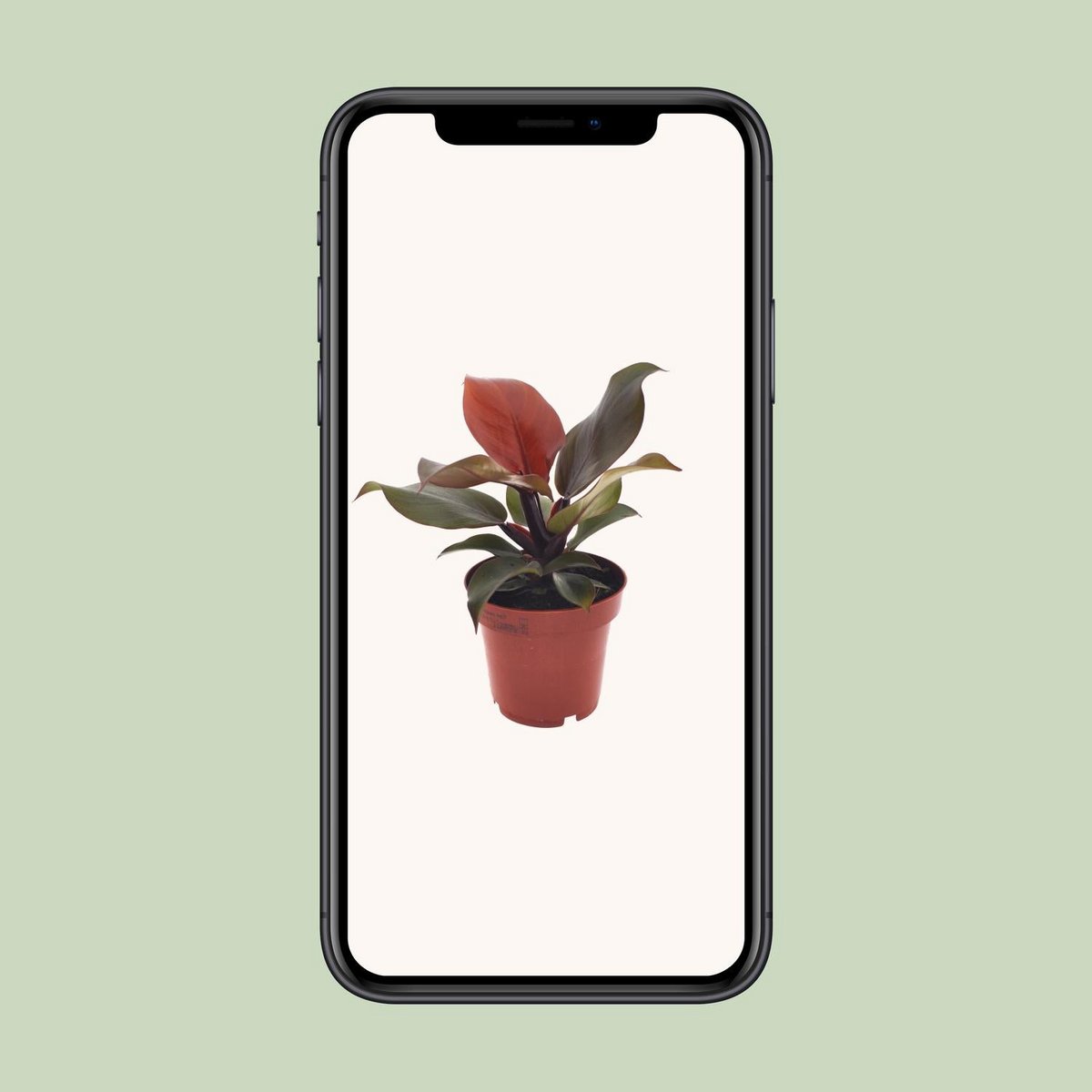 Kamerplant Philodendron Imperial Red Ø12cm 25cm