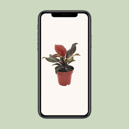 Kamerplant Philodendron Imperial Red Ø12cm 25cm