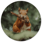 Wall circle squirrel eating