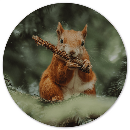 Wall circle squirrel eating