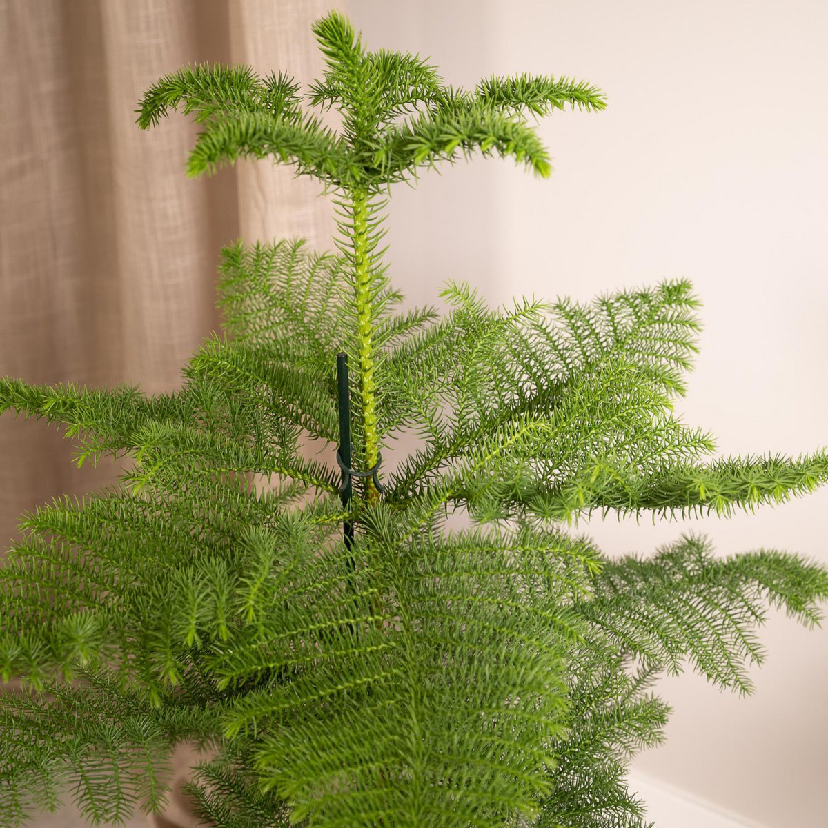 Kamerden Araucaria Ø21cm 70cm