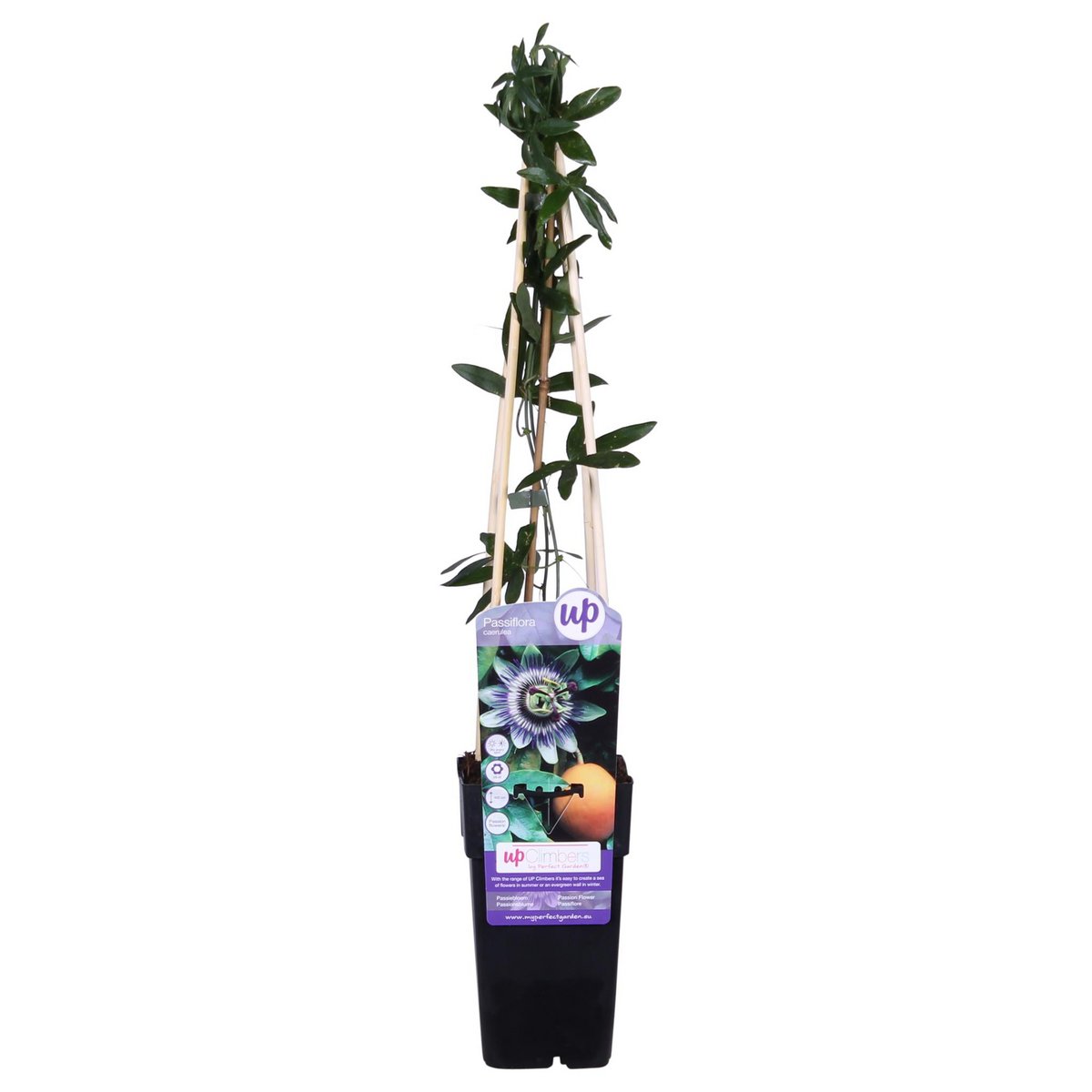 Passiflora klimplant 65 cm Ø15 cm