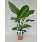 Strelitzia Nicolai plant Ø19cm 95cm
