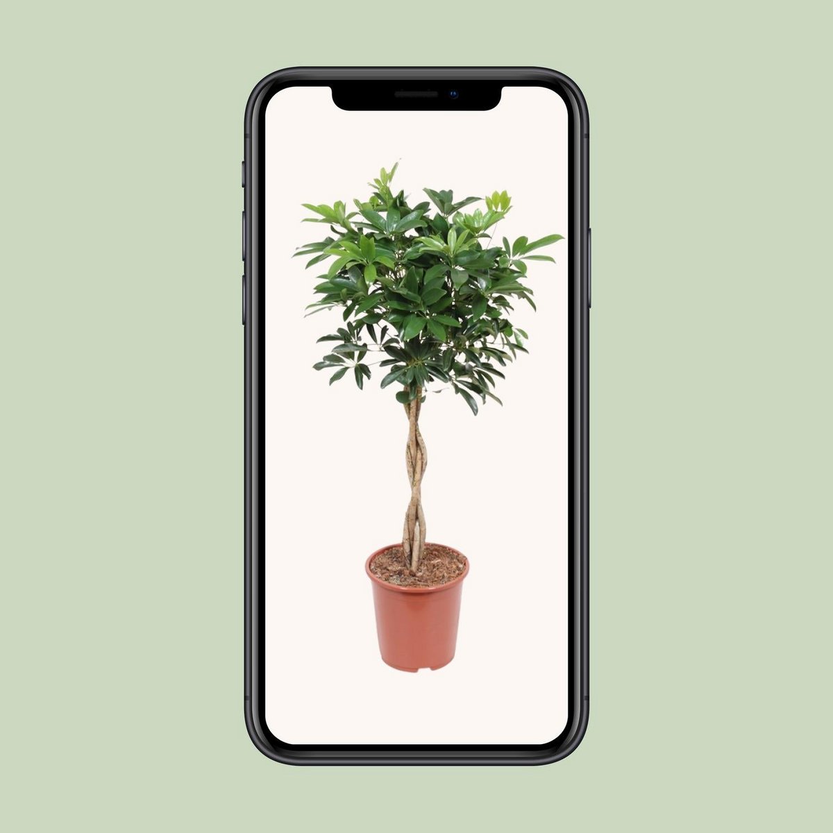 Kamerplant Schefflera Arboricola compact H120 cm