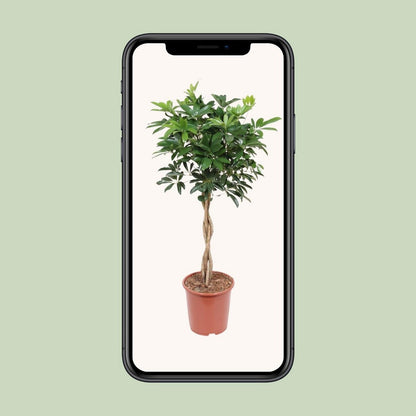 Kamerplant Schefflera Arboricola compact H120 cm
