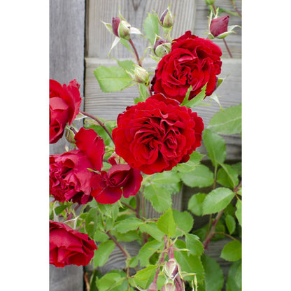 Roos 'Crazy In Love' rood Ø15cm ↕65cm