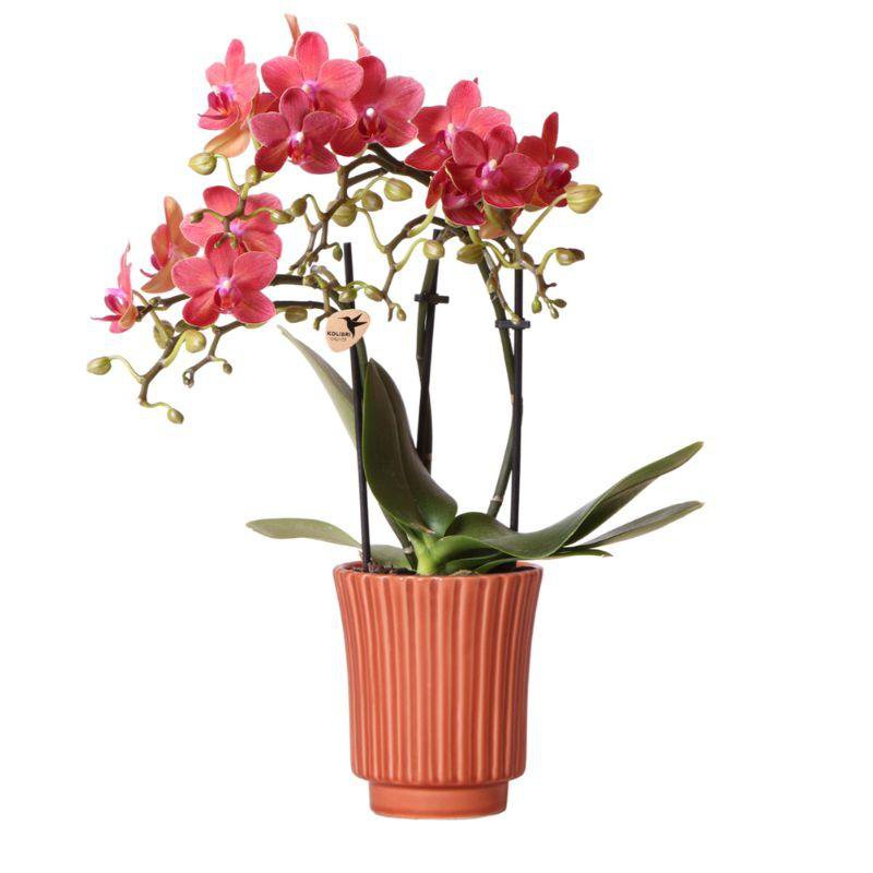 Rode Phalaenopsis orchidee met retro terracotta sierpot (Ø9cm)