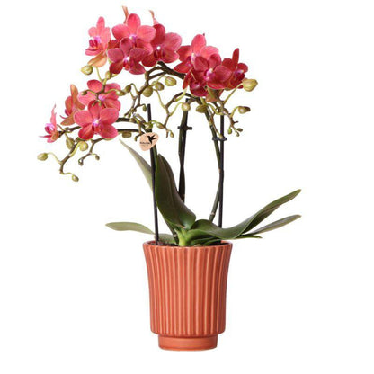 Rode Phalaenopsis orchidee met retro terracotta sierpot (Ø9cm)