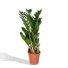 Zamioculcas plant Ø17cm 70cm