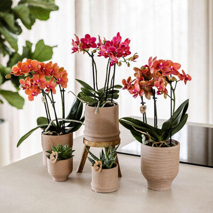 Bloeiende Rode Orchidee met Bali Sierpot Zand Ø9 cm