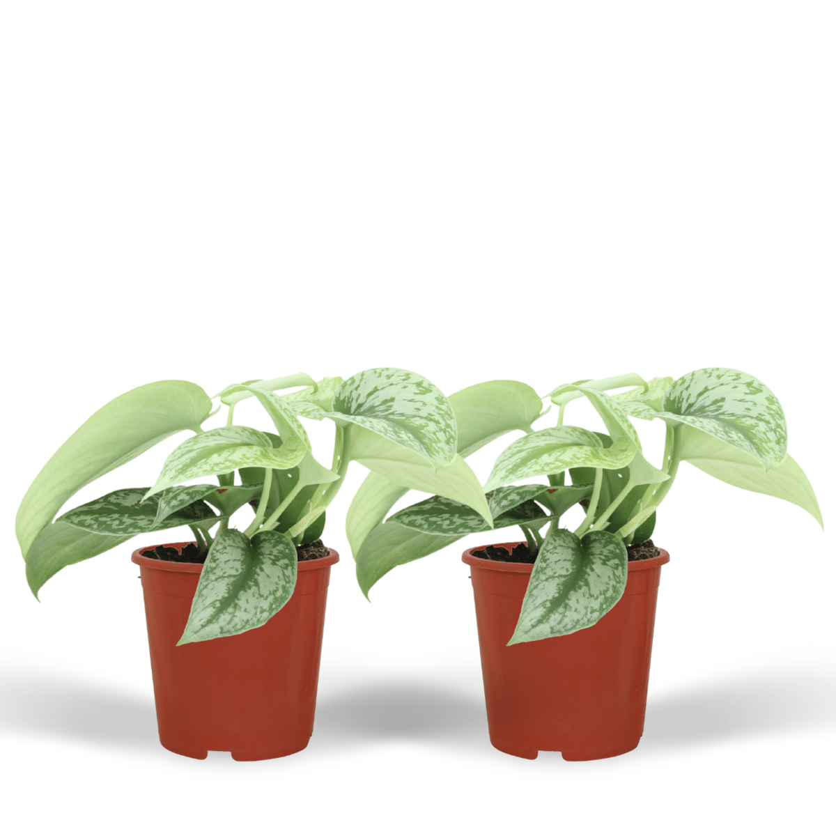 Scindapsus pictus trebie 2 stuks Ø12cm ↕15cm