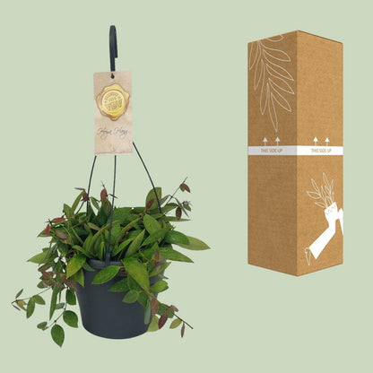 Hoya Gracilix - Ø19cm - ↕20cm