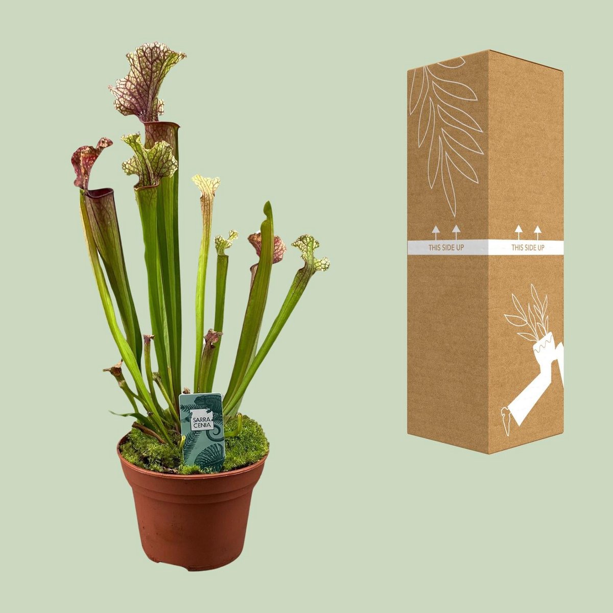 Sarracenia Judith Hindle plant Ø12cm 30cm