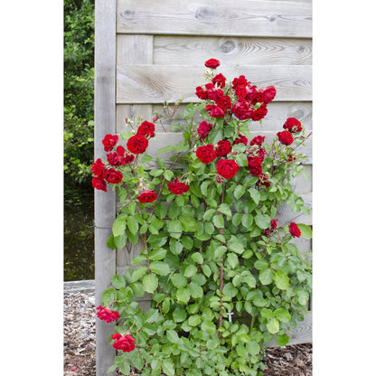 3x - Rose Crazy in love 'Red' - ↨65cm - Ø15