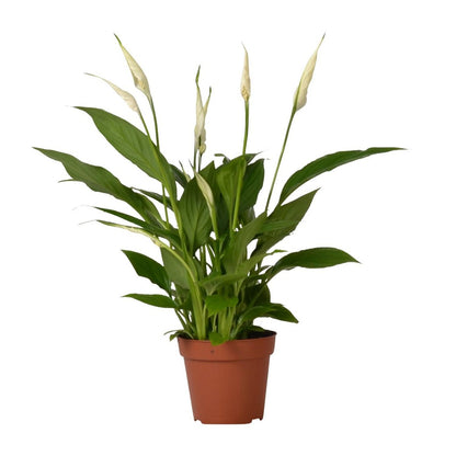 Lepelplant Spathiphyllum Ø12 cm 45 cm
