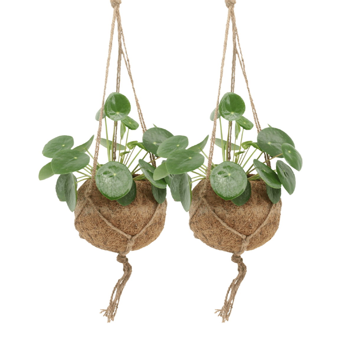 2x cocode palen peperomoden - pannecoen splant - 20 cm - Ø15