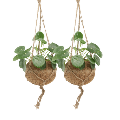 2x cocode palen peperomoden - pannecoen splant - 20 cm - Ø15