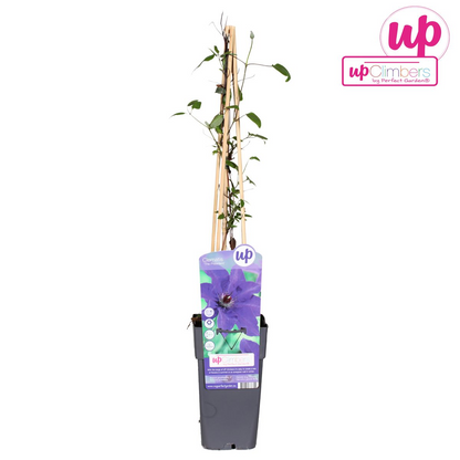 Clematis de president - Clematis Paars - Ø15cm - ↕65cm