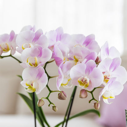 Roze Orchideeënset in Como Pot met Zelfwatergevend Systeem (2 Planten)