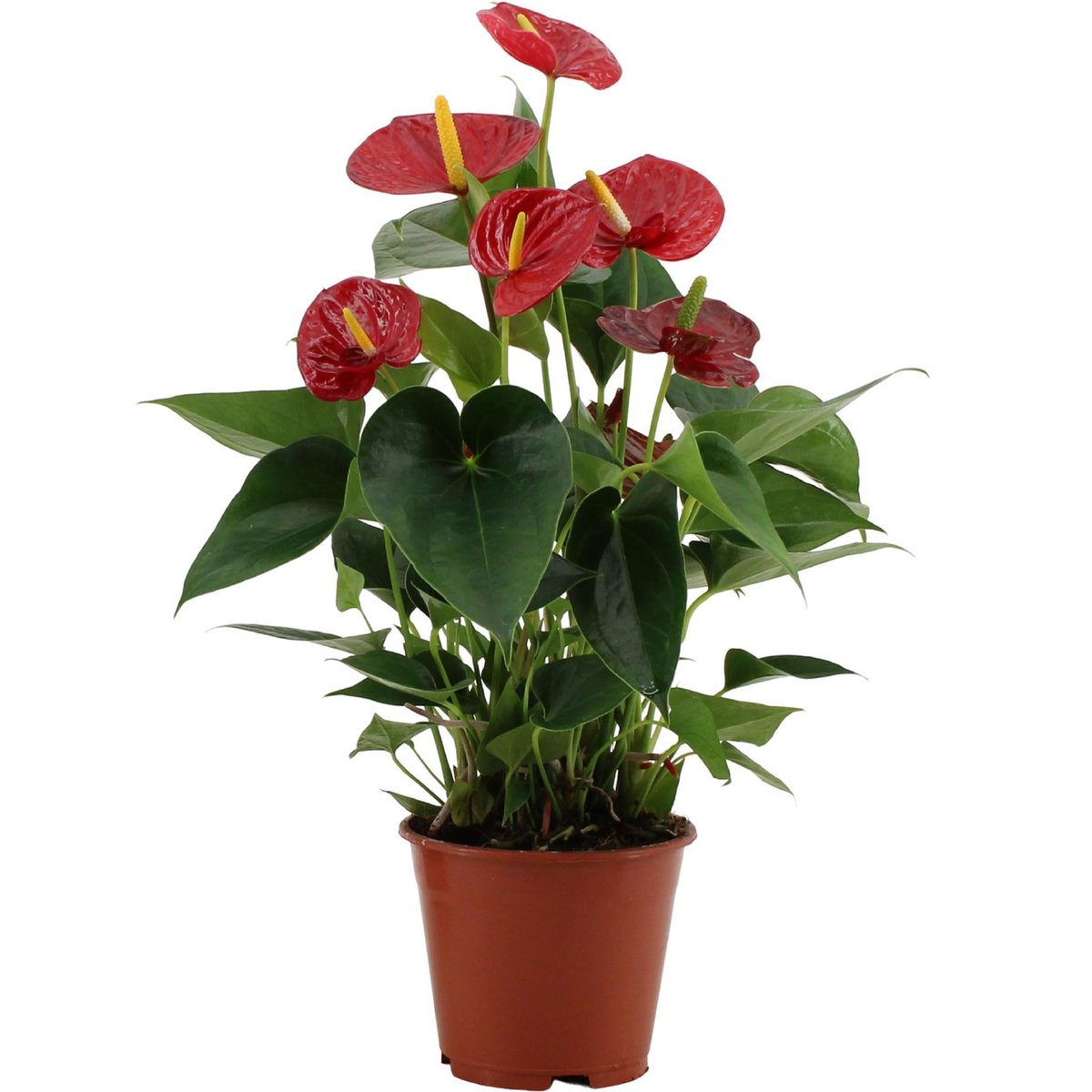 Anthurium Succes rood Ø14cm 43cm