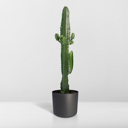 Cactus Euphorbia Acrurensis Ø17cm 50cm