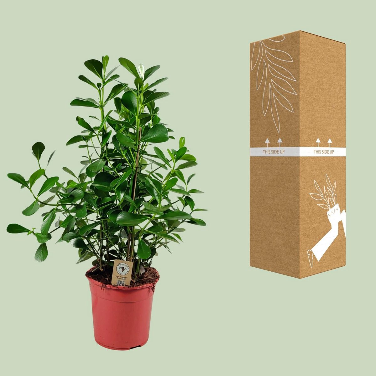 Clusia Rosea Green Magic Kamerplant Hoogte 90 Cm Pot 27 Cm