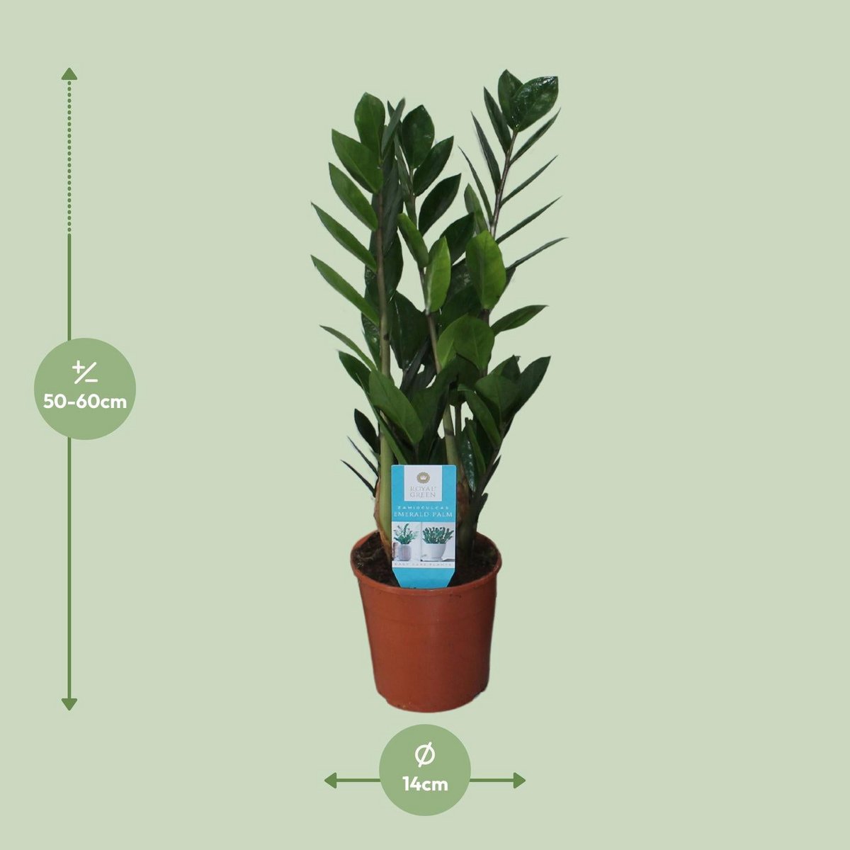Zamioculcas kamerplant Ø14cm ↕55cm