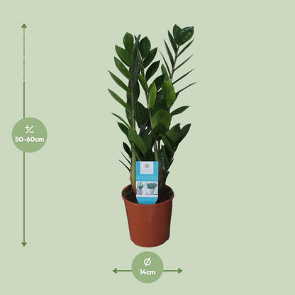 Zamioculcas kamerplant Ø14cm ↕55cm