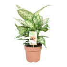 Dieffenbachia compacta kamerplant Ø17cm 50cm