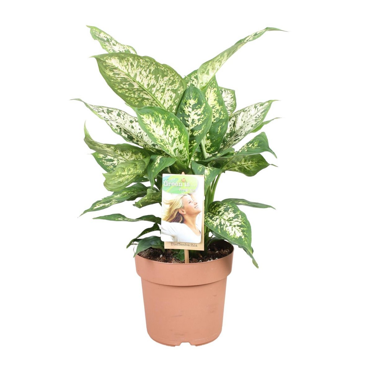 Dieffenbachia compacta kamerplant Ø17cm 50cm