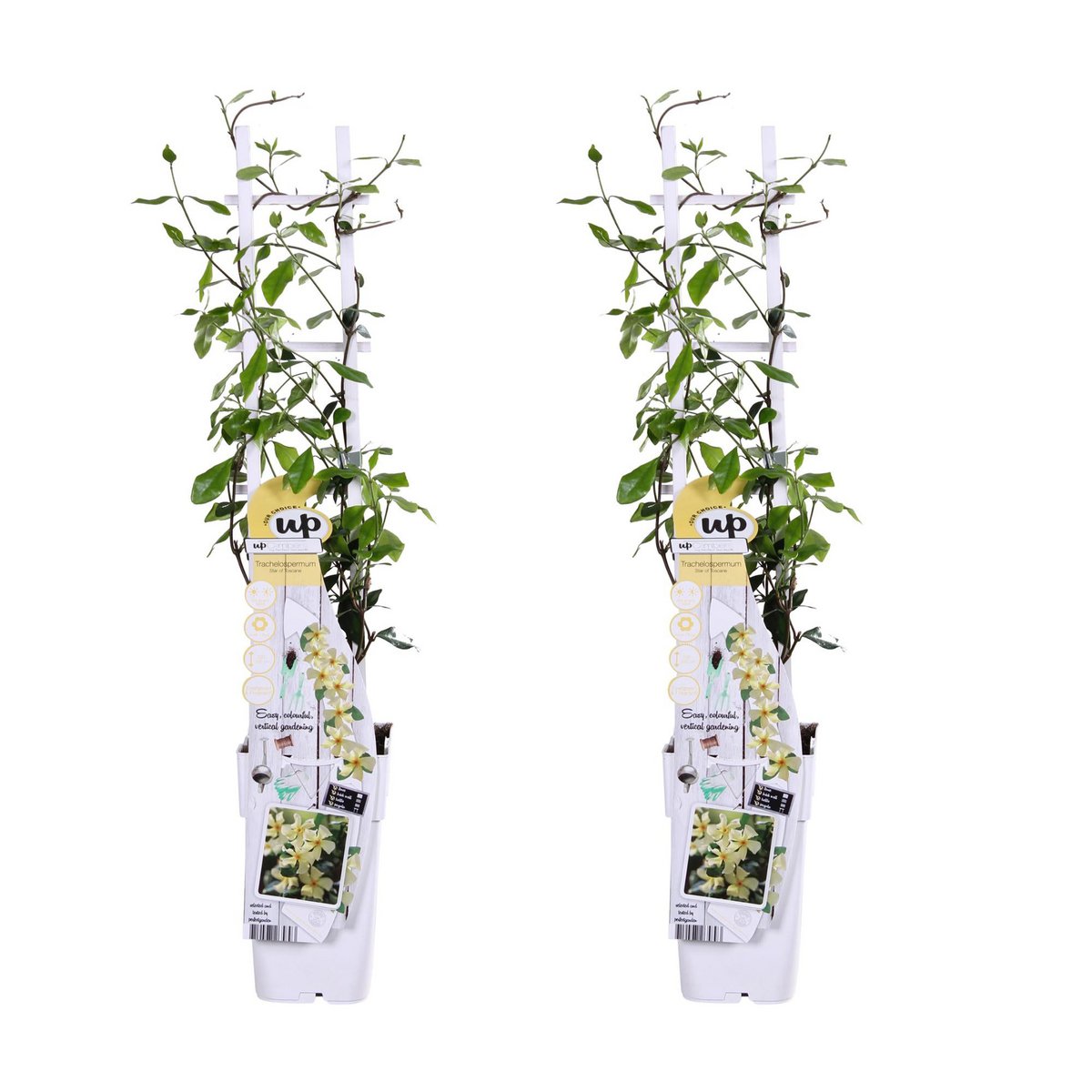 Trachelospermum Star of Toscana klimplant 65cm pot Ø15cm 2 stuks