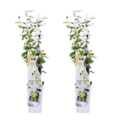 Trachelospermum Star of Toscana klimplant 65cm pot Ø15cm 2 stuks