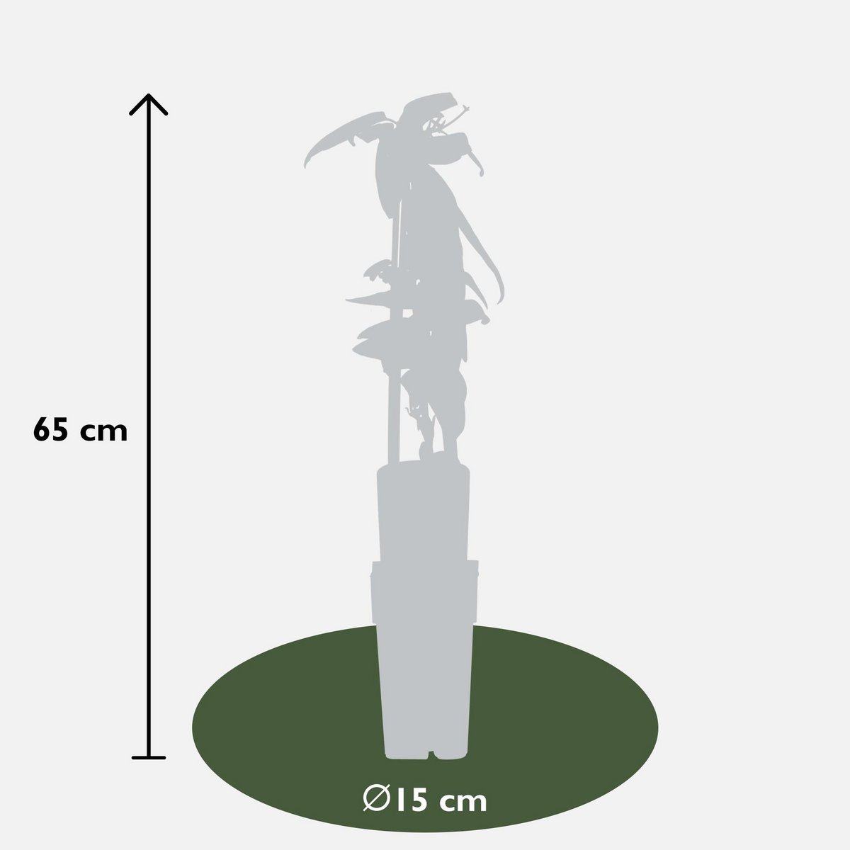 Clematis armandii groenblijvend wit Ø15cm ↕65cm