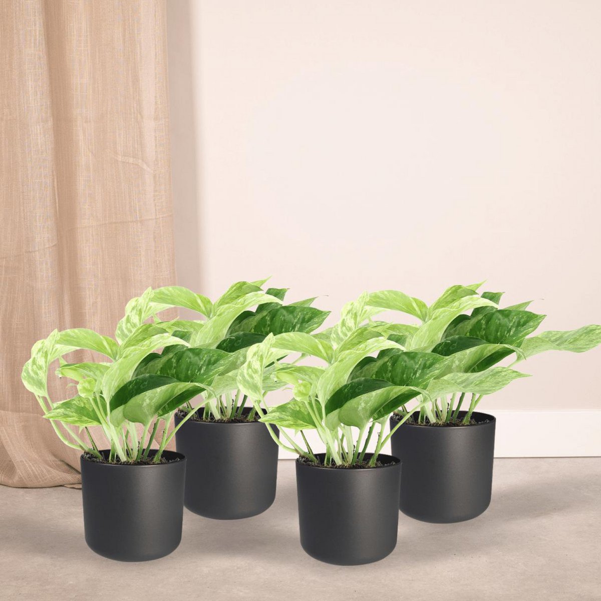Epipremnum Marble Queen 4 stuks ø12cm