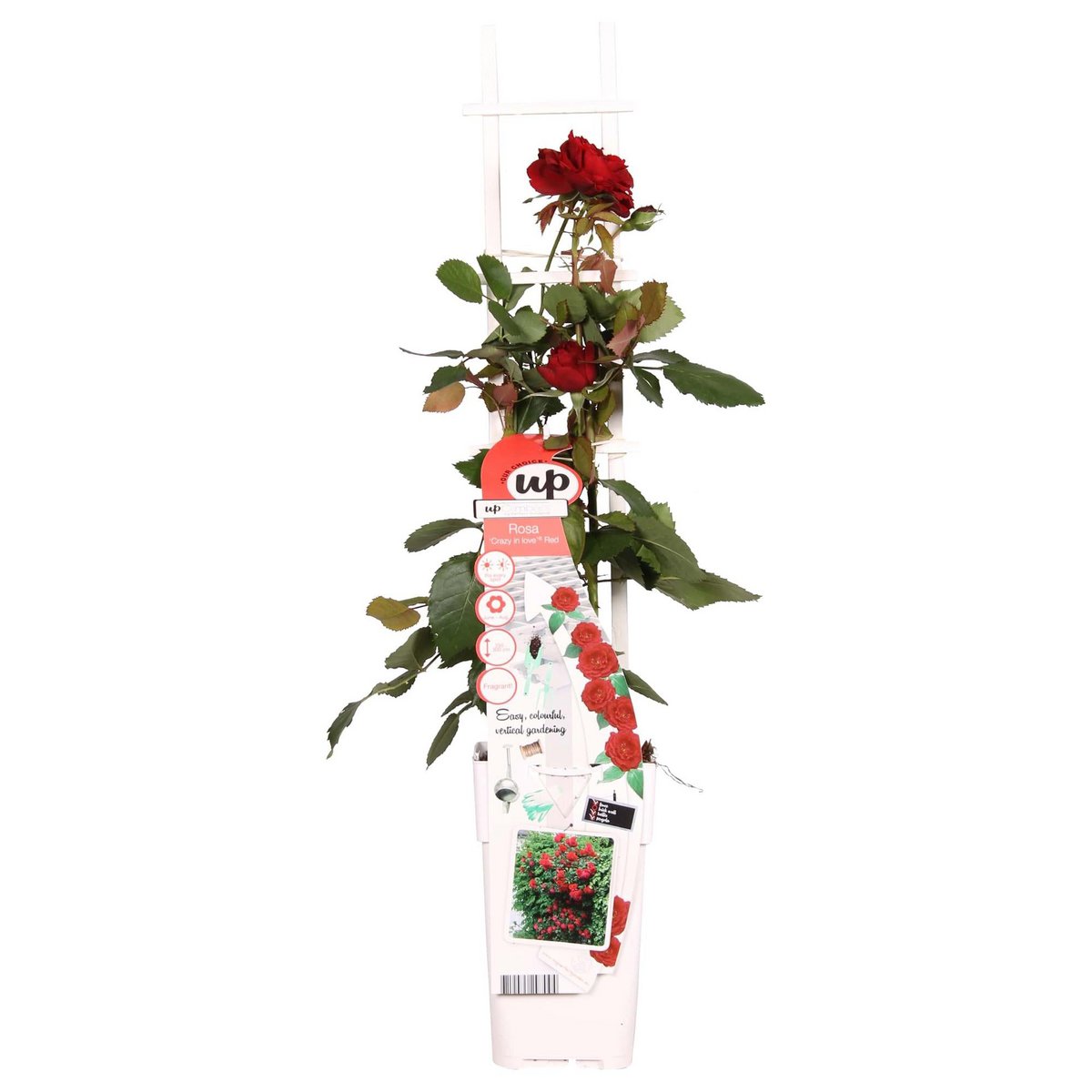 Roos 'Crazy In Love' rood Ø15cm ↕65cm