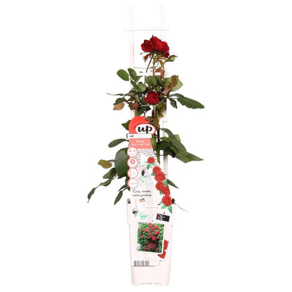Roos 'Crazy In Love' rood Ø15cm ↕65cm