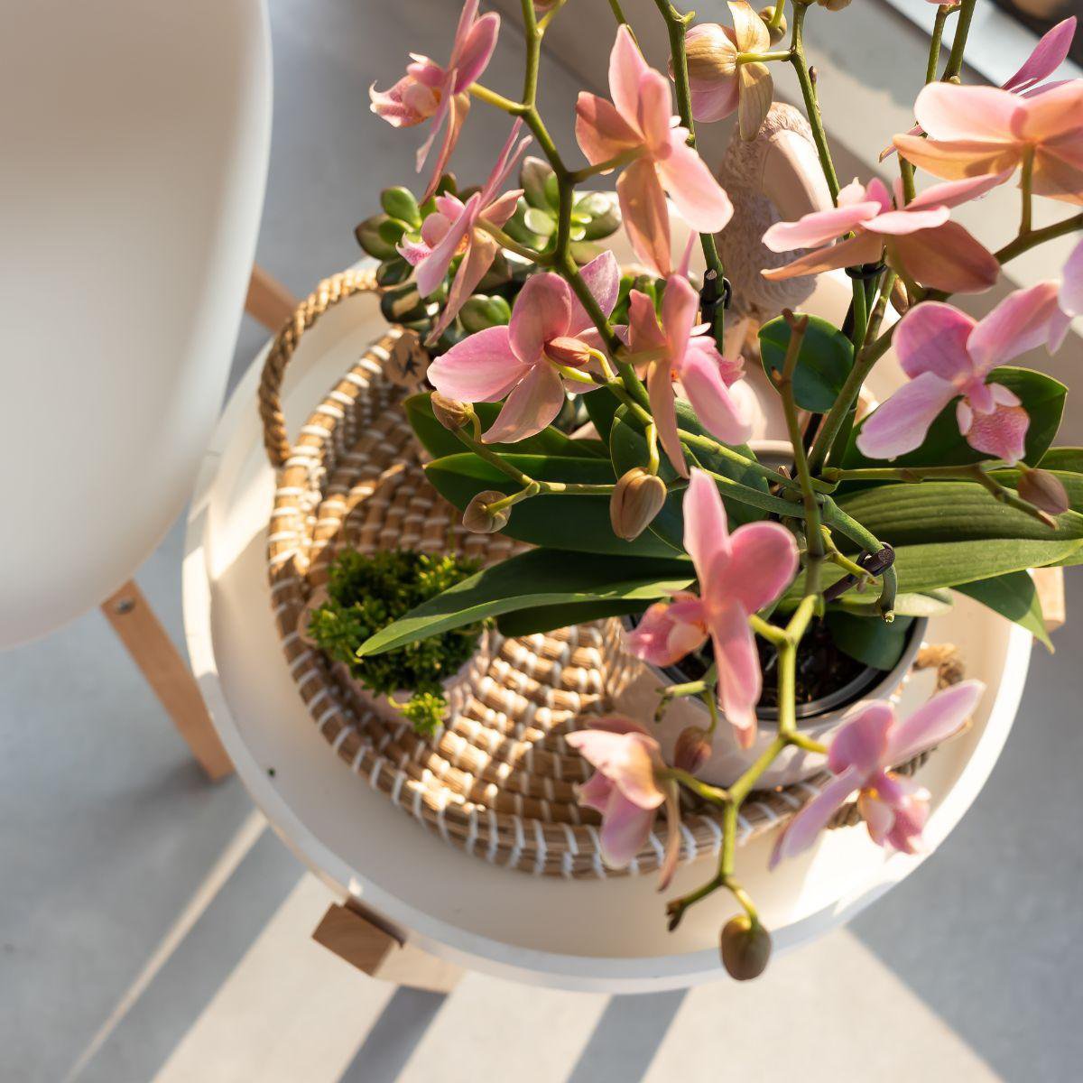 Oudroze Phalaenopsis Orchidee (Treviso) | Bloeiende Kamerplant Ø12cm pot