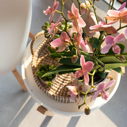 Oudroze Phalaenopsis Orchidee (Treviso) | Bloeiende Kamerplant Ø12cm pot