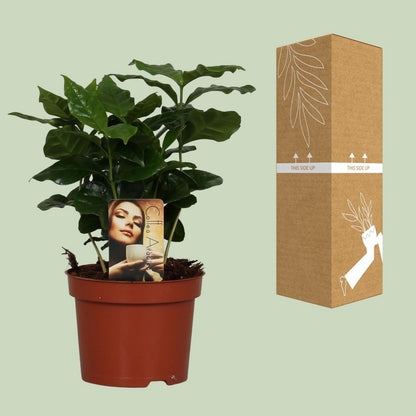 Coffea Arabica - Ø4.7" - ↕9.8"