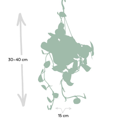 Scindapsus Pictus Trebie plant Ø15cm ↕25cm