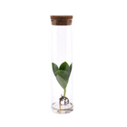 Enclosure in glass tube - Ø5cm - ↕15cm