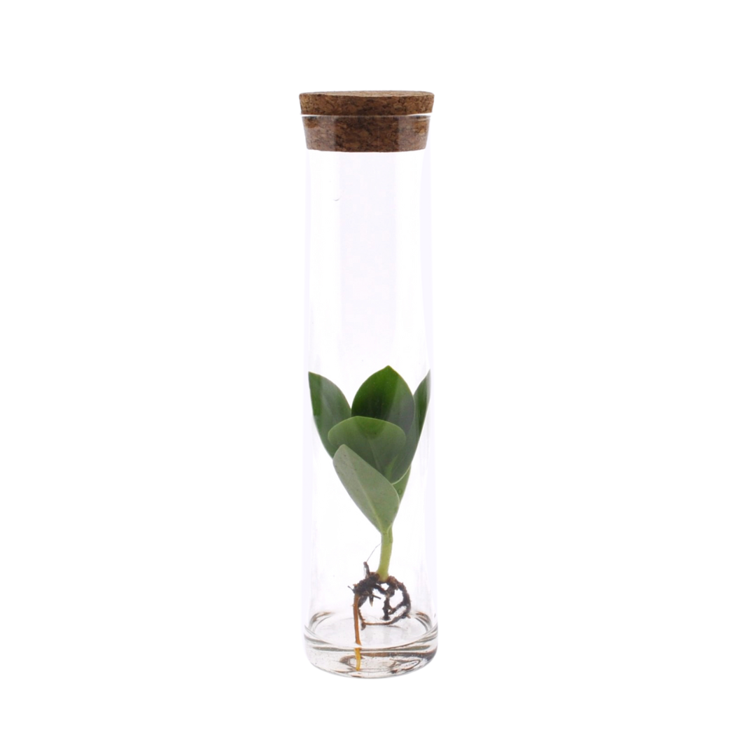 Enclosure in glass tube - Ø5cm - ↕15cm