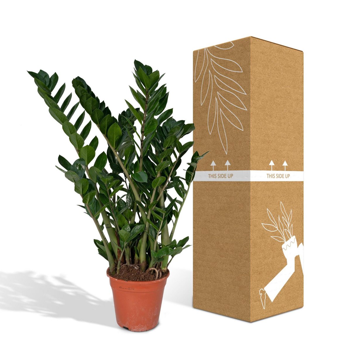 Zamioculcas Zamiifolia - Emerald Palm - Ø21cm - ↕80cm