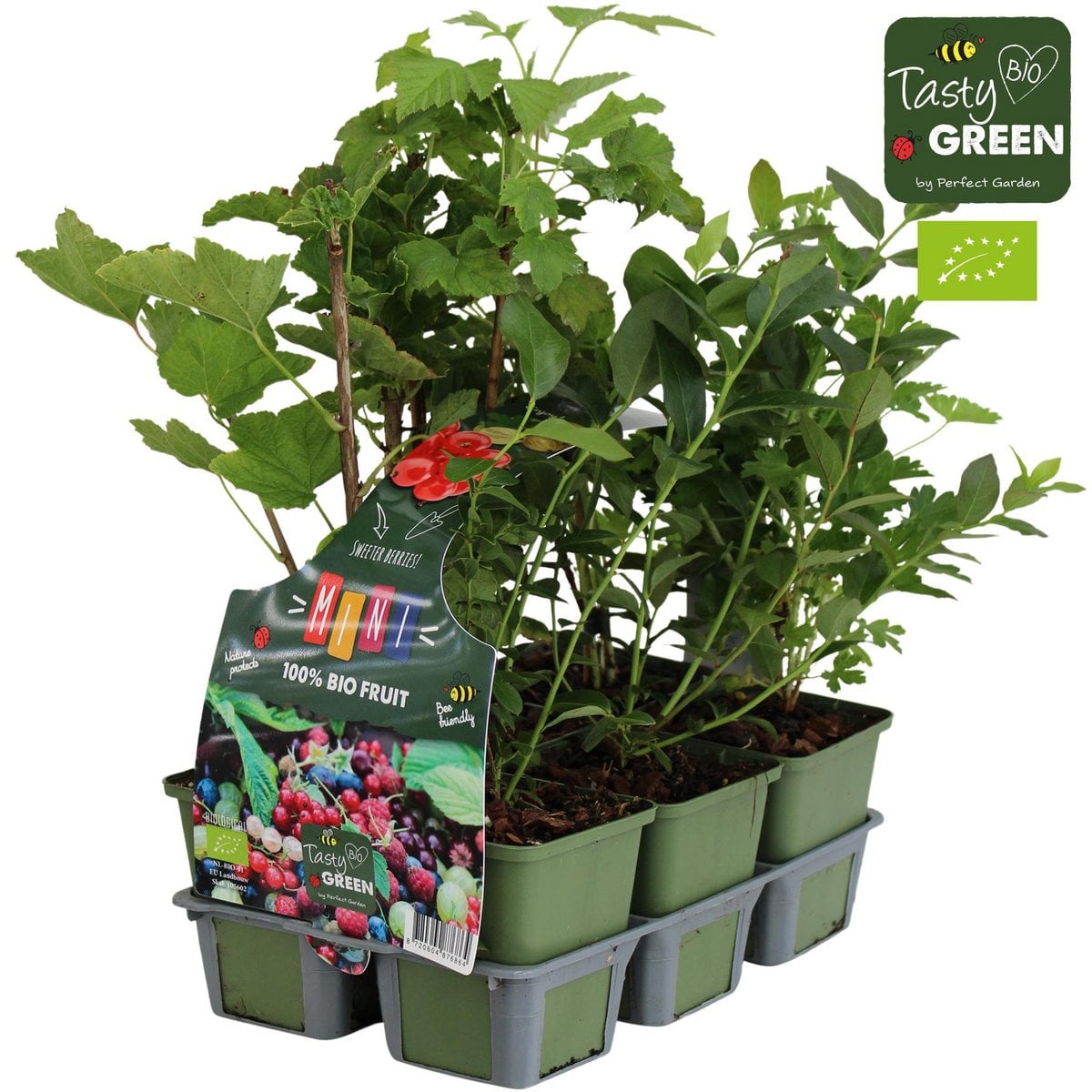 Fruit Mix 6-pack Bio P9 Standaard - 6 pack fruitplanten