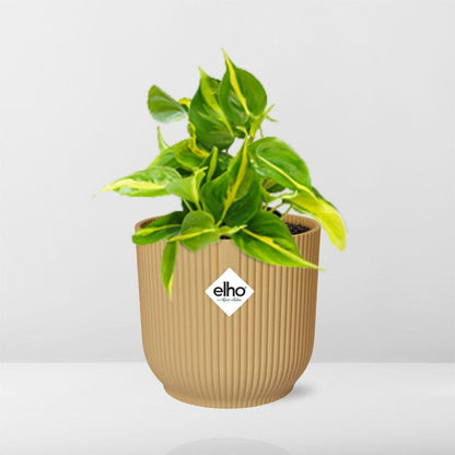 Philodendron klimmen 'Brazilië' in Elho Vibes Fold 14cm Geel