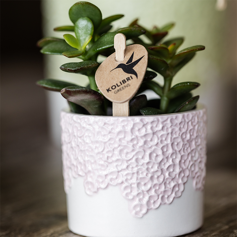 Bloempot set roze 3 maten 6 9 12 cm